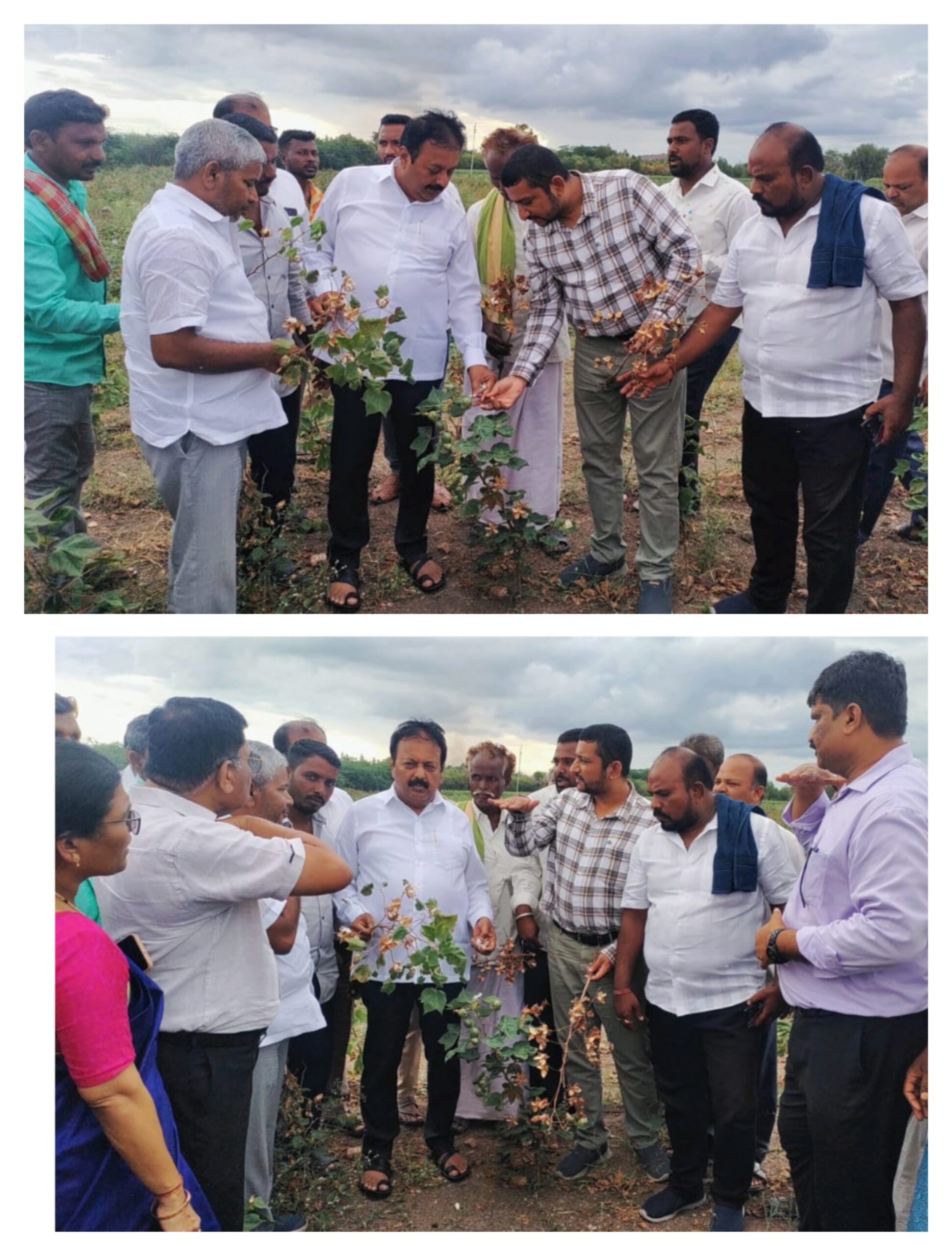 ಕೃಷಿ ಸಚಿವರಿಂದ ಹತ್ತಿ ಬೆಳೆ ಹಾನಿ ಪರಿಶೀಲನೆ