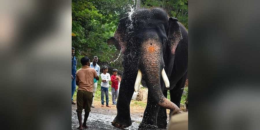 8 ಬಾರಿ ಮೈಸೂರು ದಸರಾ ಅಂಬಾರಿ ಹೊತ್ತಿದ್ದ ಅರ್ಜುನ ಸಾವು: ಒಂಟಿಸಲಗದ ಜೊತೆ ಕಾದಾಡಿ ಪ್ರಾಣಬಿಟ್ಟ ಆನೆ!