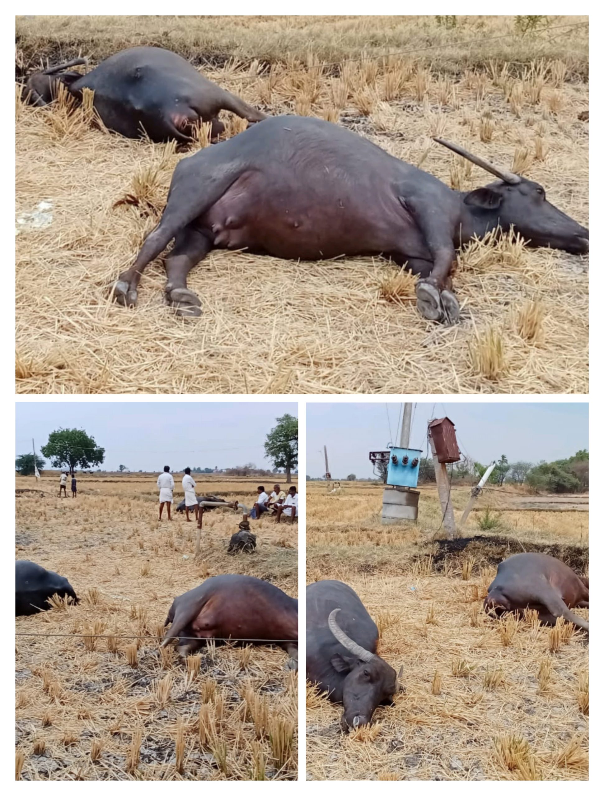 ಆಲ್ದಾಳ : ಶಾರ್ಟ್ ಸರ್ಕ್ಯೂಟ್ ಗೆ ಮೂರು ಎಮ್ಮೆಗಳು ಬಲಿ