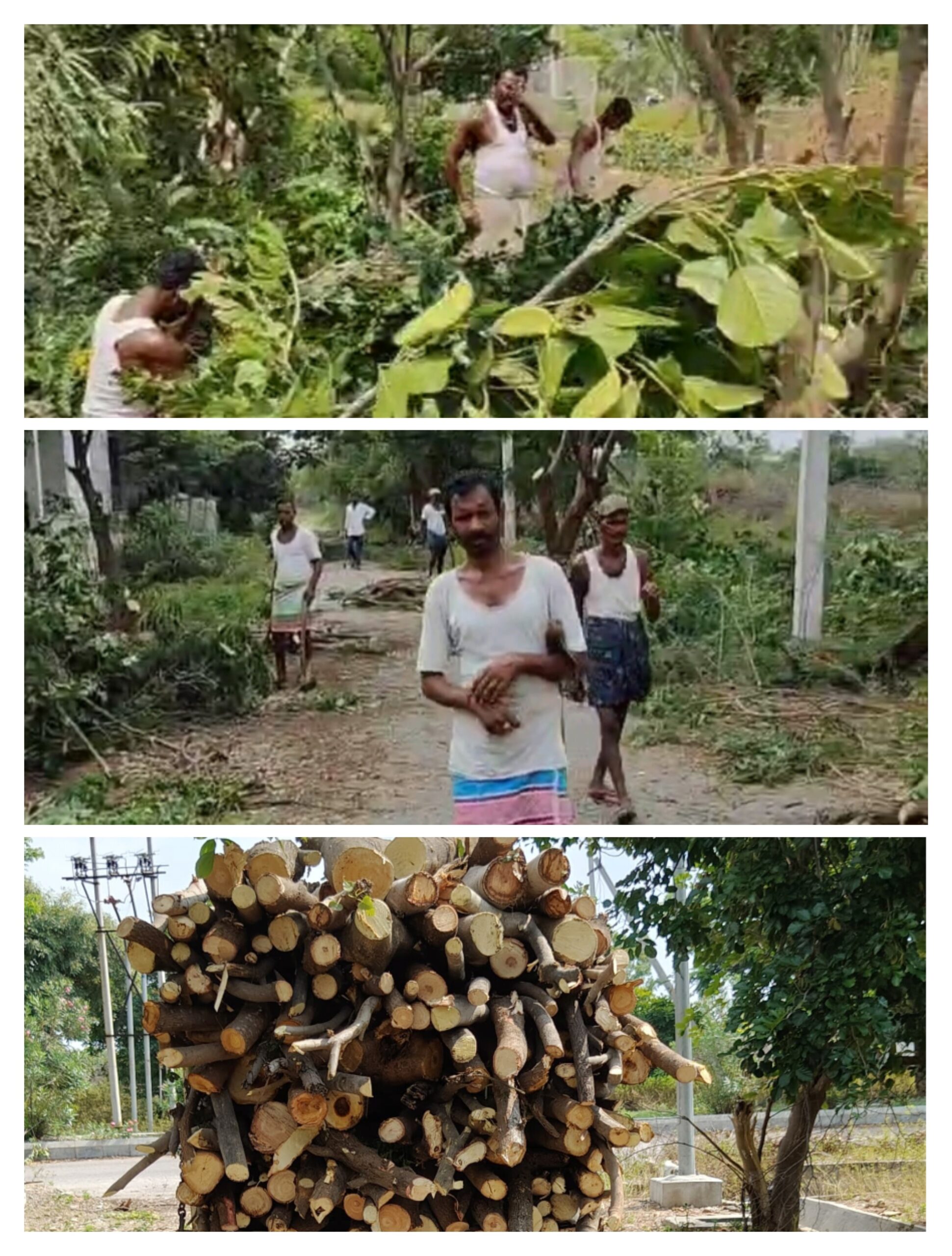 ಅಕ್ರಮವಾಗಿ ಮರಗಳು ಕಡಿದು ಸಾಗಾಣೆ ವಾಹನ ವಶ, 6 ಜನರ ವಿರುದ್ಧ ದೂರು ದಾಖಲು