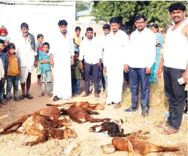 ಬೀದಿನಾಯಿ ದಾಳಿ 8 ಕುರಿ, 2 ಮೇಕೆಗಳು ಸಾವು