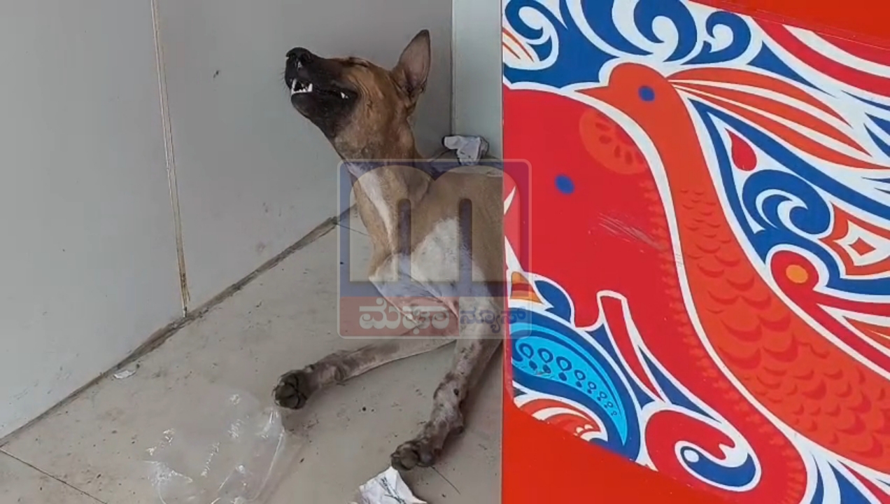 ಬಿಸಿಲಿನ ಜಳಕ್ಕೆ ಎಟಿಎಂ ಎಸಿಯಲ್ಲಿ ವಿಶ್ರಾಂತಿ ಪಡೆದ ಶ್ವಾನ..!